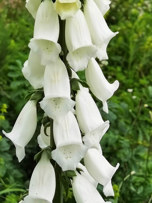 Digitalis purpurea var alba
